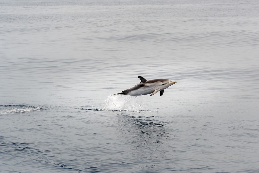dauphins9